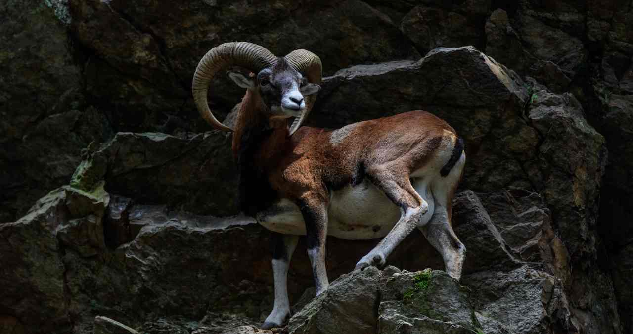 What Tarot Cards Represent Capricorn?