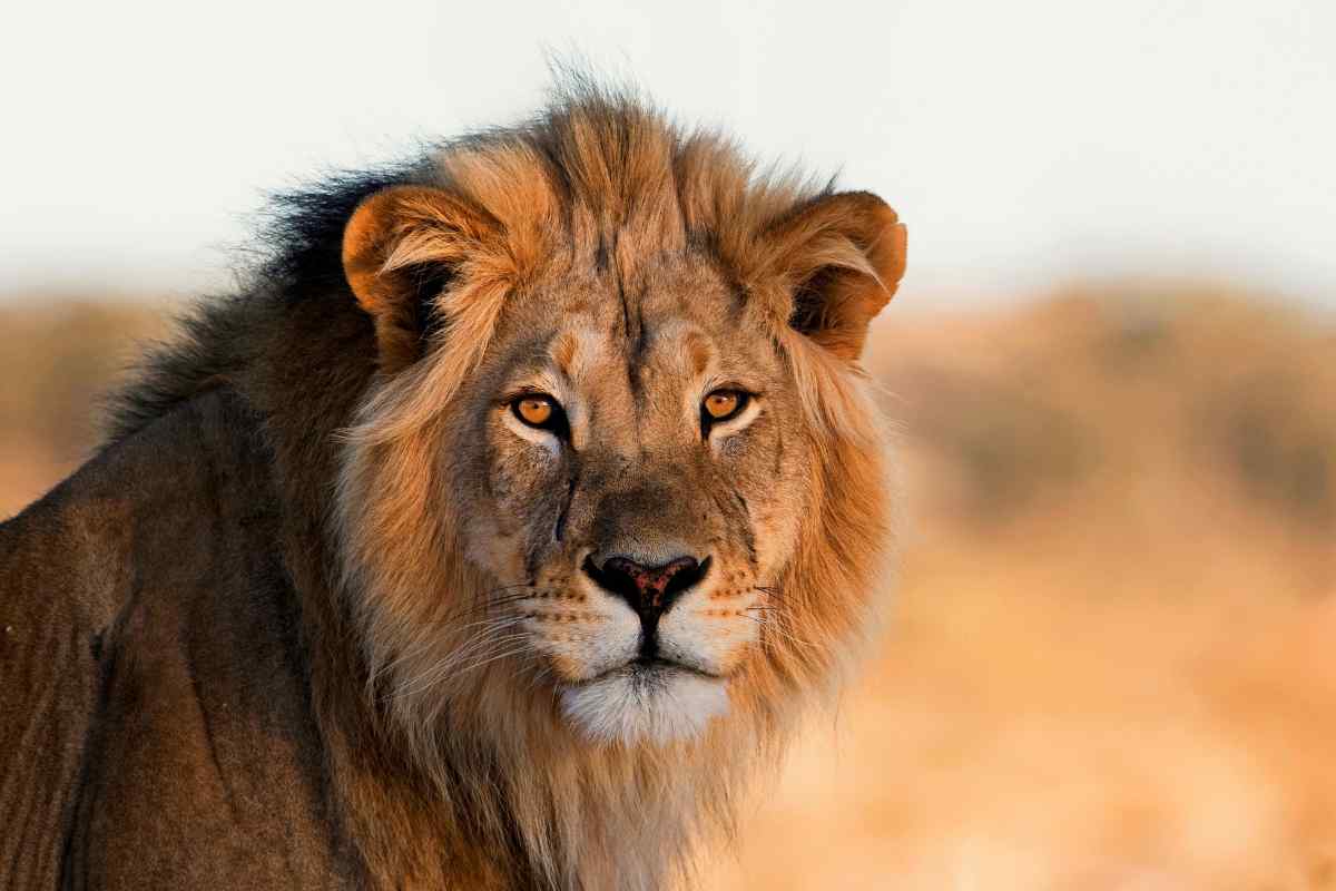 7 Leo Spirit Animals You Should Know About!
