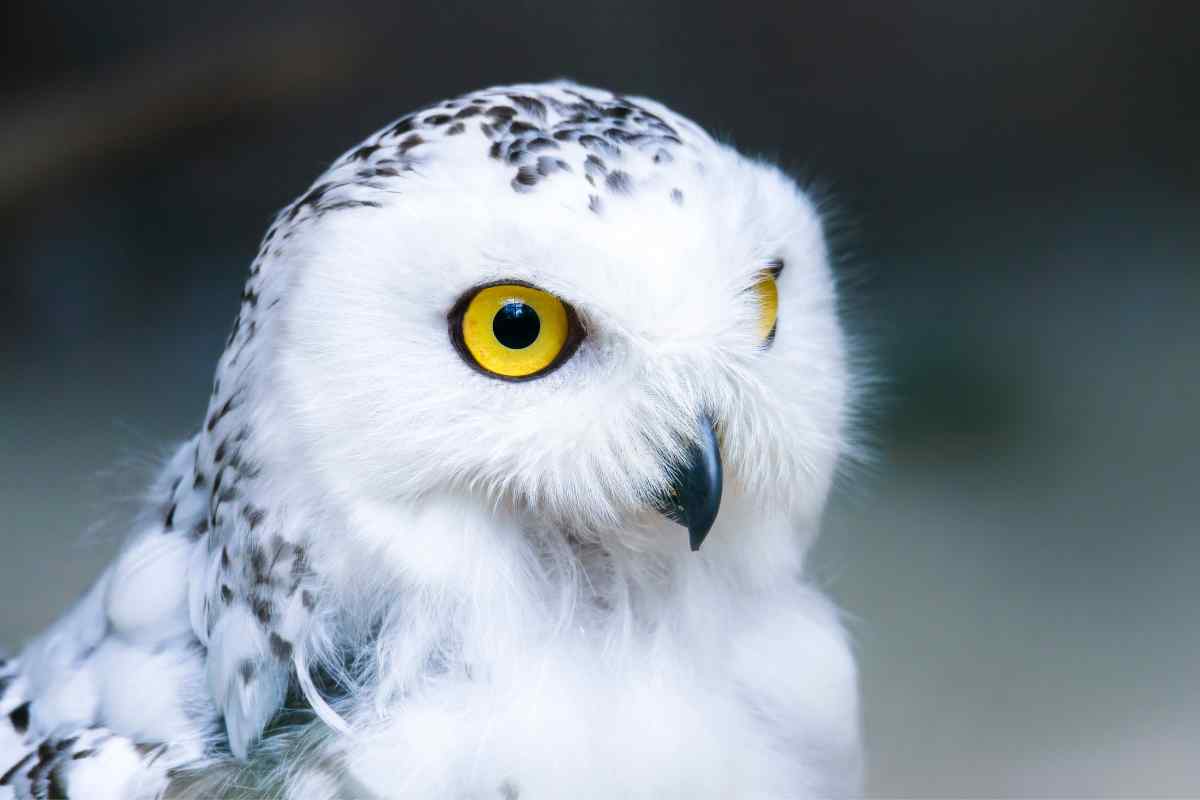 7 Libra Spirit Animals You Should Know About!