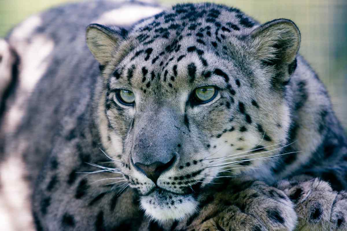 7 Aquarius Spirit Animals You Should Know About!